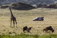 Takamoto Katsuta - Aaron Johnson (Toyota GR Yaris Rally1 Hybrid) - Safari Rally Kenya 2024