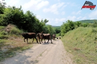 Krvm nevad, e se prochz po trati, kde se testuje