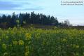 Waldviertel - Michal �im��ek