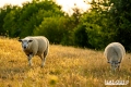 zz_atmosf�ra - Sven Kollus