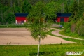 Suninen