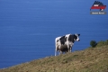Acores_068 - Daniel Fessl