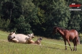 zz_atmosf�ra - Roman Ka�p�rek